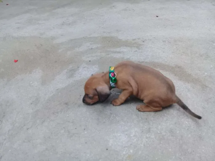 Cachorro ra a Pinscher idade Abaixo de 2 meses nome Pinguinho