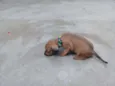 Pinguinho