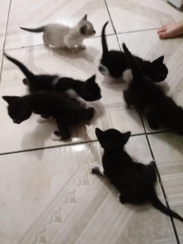 Gato ra a  idade Abaixo de 2 meses nome Não tem nome 