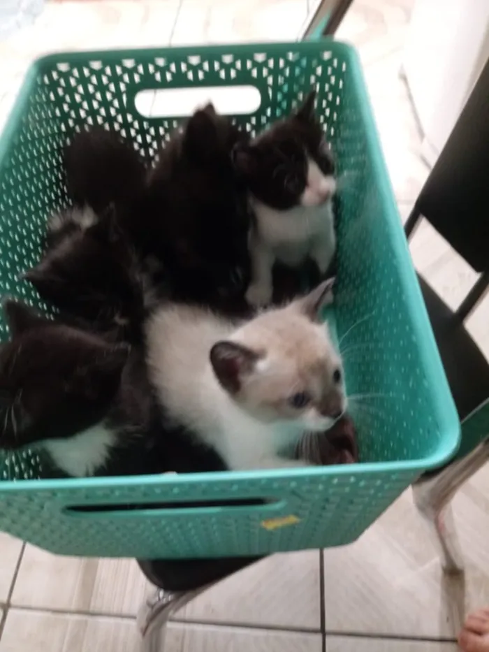 Gato ra a  idade Abaixo de 2 meses nome Não tem nome 
