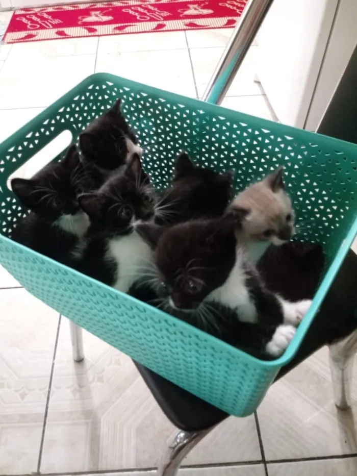 Gato ra a  idade Abaixo de 2 meses nome Não tem nome 