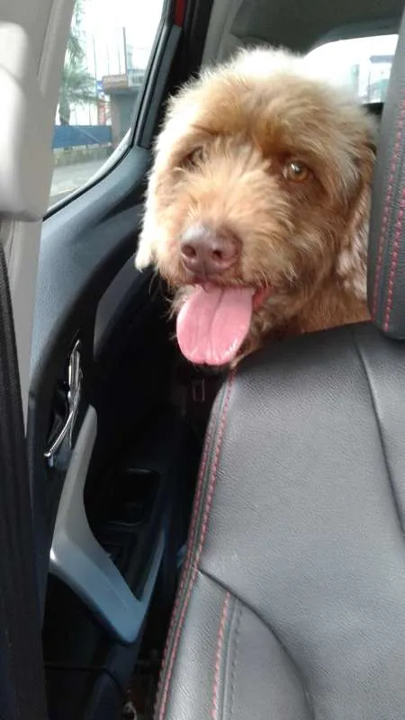 Cachorro ra a SRD idade 1 ano nome Bebe