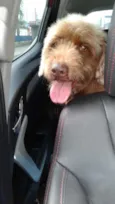 Bebe