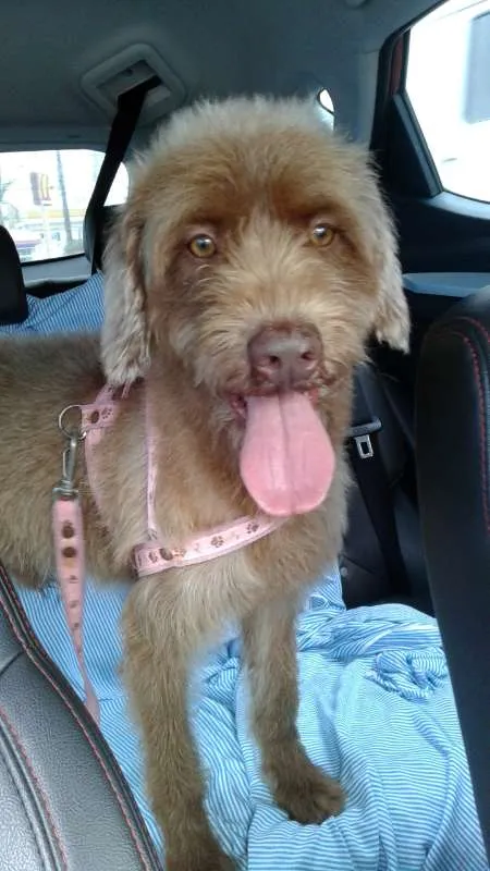 Cachorro ra a SRD idade 1 ano nome Bebe