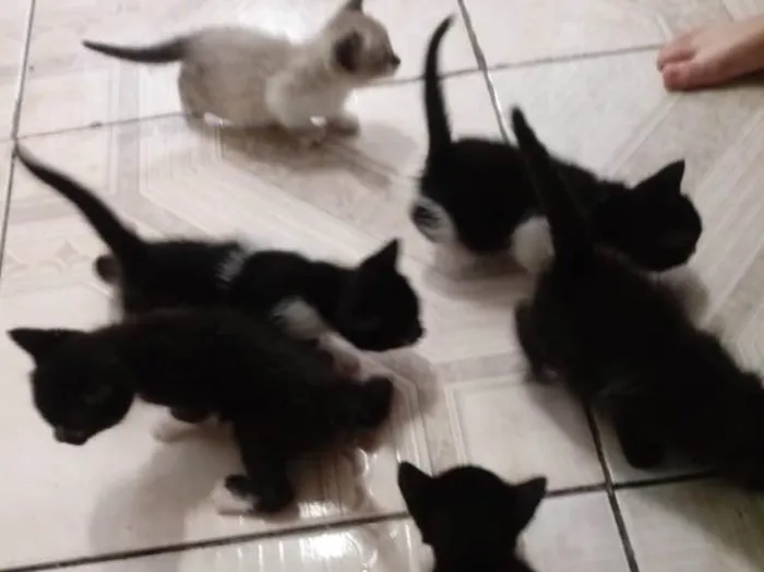 Gato ra a  idade Abaixo de 2 meses nome Não tem nome 