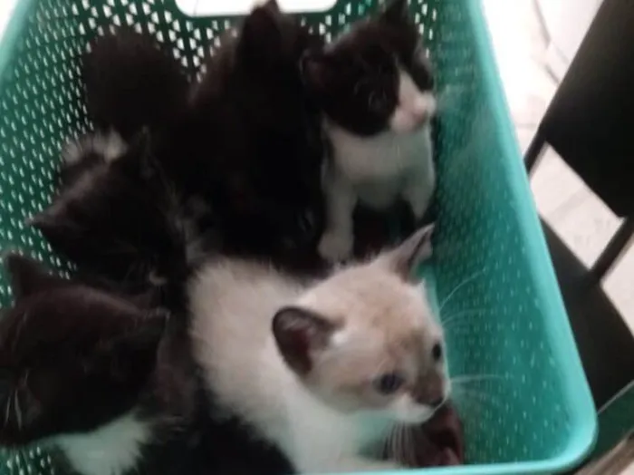 Gato ra a  idade Abaixo de 2 meses nome Não tem nome 