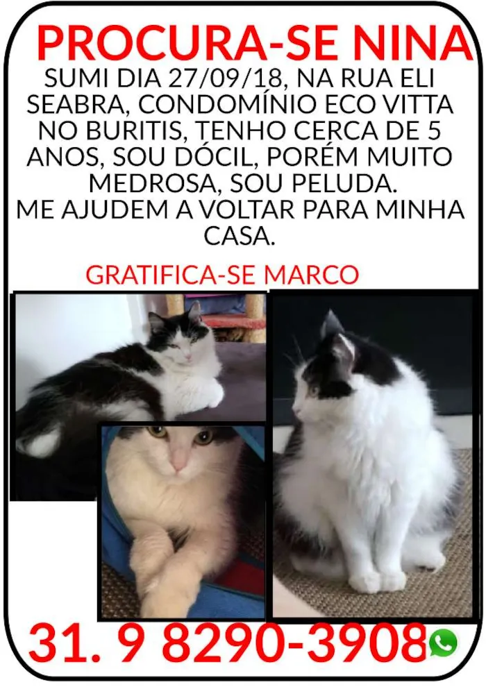 Gato ra a Não definida idade 4 anos nome Nina