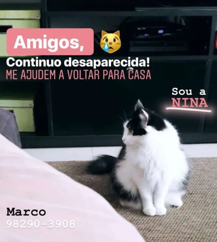 Gato ra a Não definida idade 4 anos nome Nina