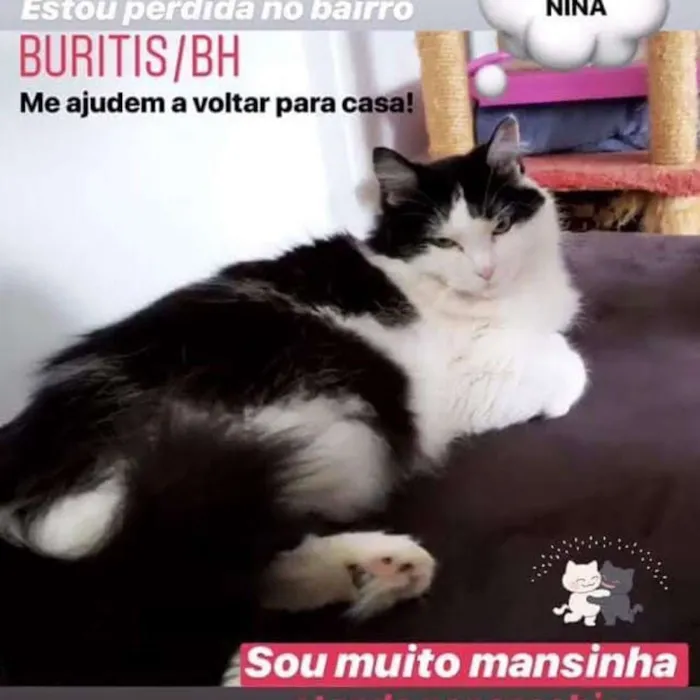 Gato ra a Não definida idade 4 anos nome Nina