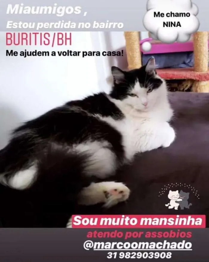 Gato ra a Não definida idade 4 anos nome Nina