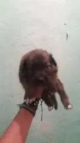 Radical