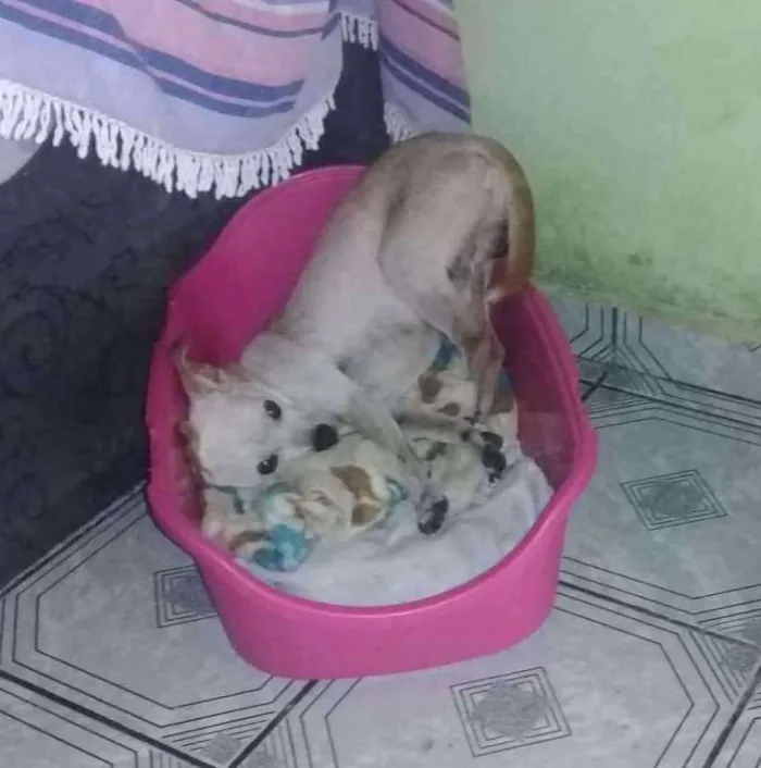 Cachorro ra a  idade 6 ou mais anos nome Rambo