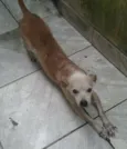 Rambo