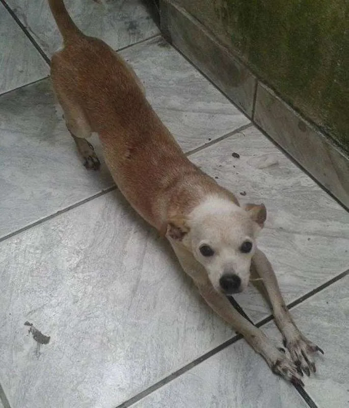 Cachorro ra a  idade 6 ou mais anos nome Rambo