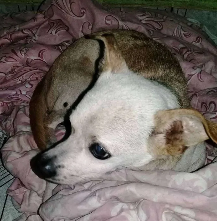 Cachorro ra a  idade 6 ou mais anos nome Rambo