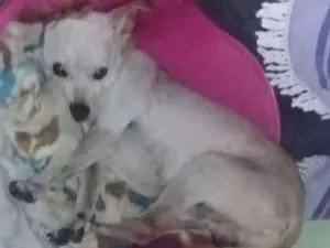 Cachorro raça  idade 6 ou mais anos nome Rambo
