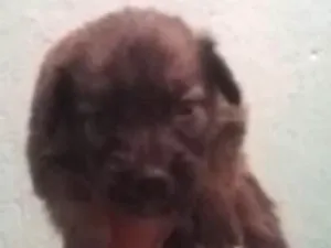 Cachorro raça Vira-lata idade Abaixo de 2 meses nome Radical