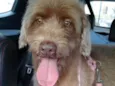 Bebe