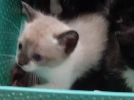 Gato ra a  idade Abaixo de 2 meses nome Não tem nome 