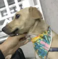Paçoca