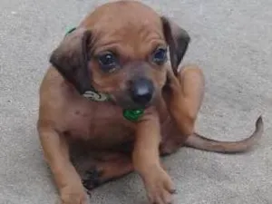 Cachorro raça Pinscher idade Abaixo de 2 meses nome Pinguinho