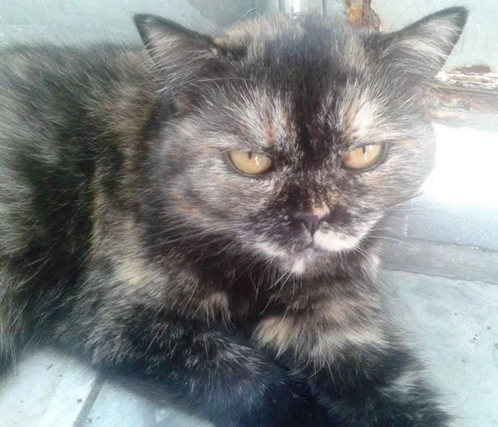 Gato ra a  idade 6 ou mais anos nome Bebel