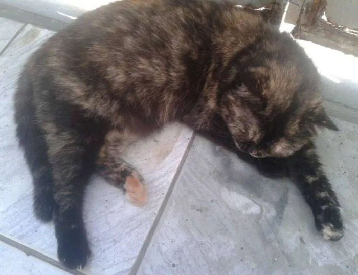 Gato ra a  idade 6 ou mais anos nome Bebel
