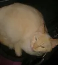 Mimi