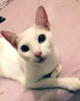 Bolinha