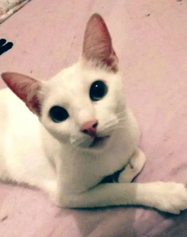 Gato ra a  idade 6 ou mais anos nome Bolinha