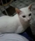 Bolinha