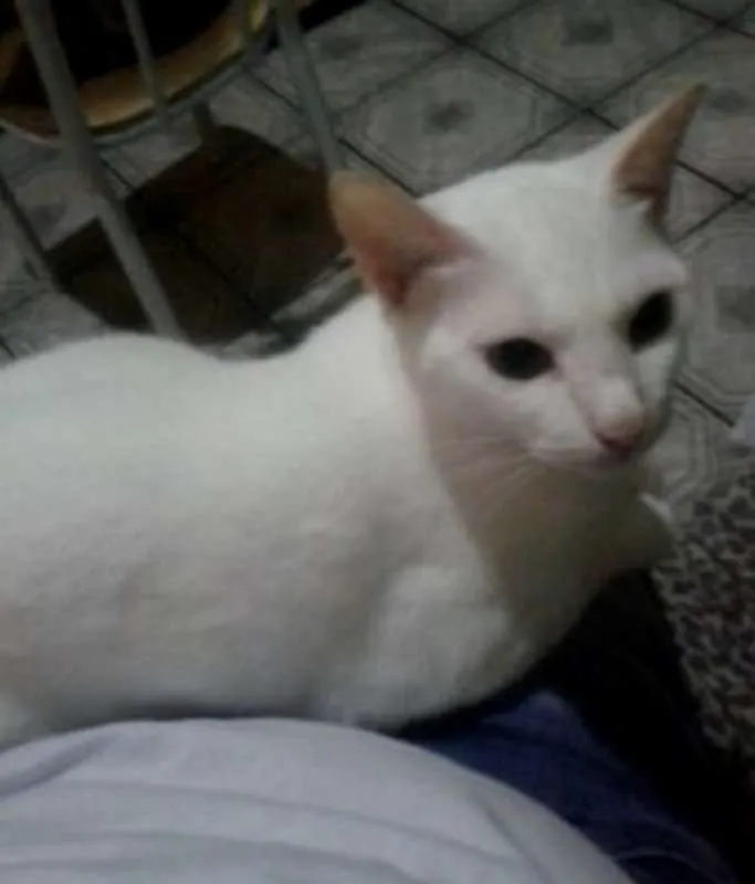 Gato ra a  idade 6 ou mais anos nome Bolinha