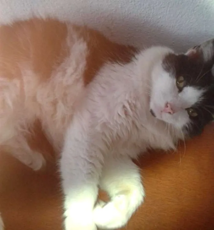 Gato ra a  idade 6 ou mais anos nome Pepeu