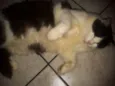Pepeu