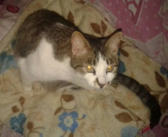 Gato ra a  idade 6 ou mais anos nome Malu