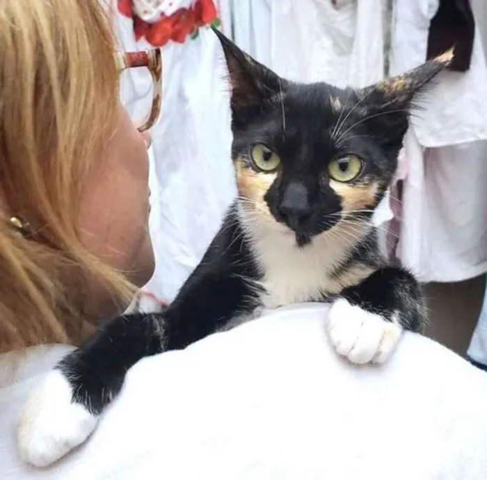 Gato ra a  idade 2 a 6 meses nome Tricolorzinha