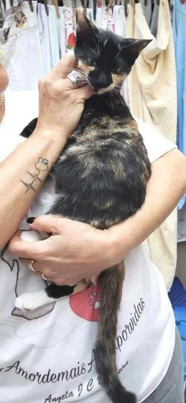 Gato ra a  idade 2 a 6 meses nome Tricolorzinha