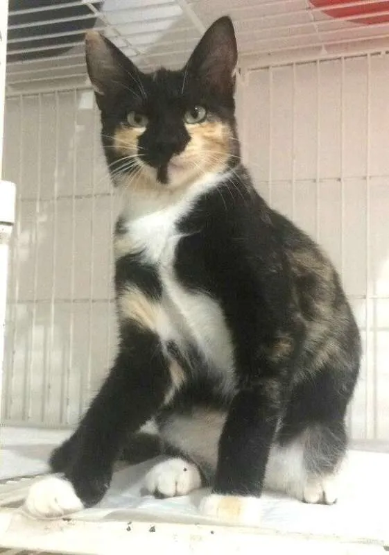 Gato ra a  idade 2 a 6 meses nome Tricolorzinha