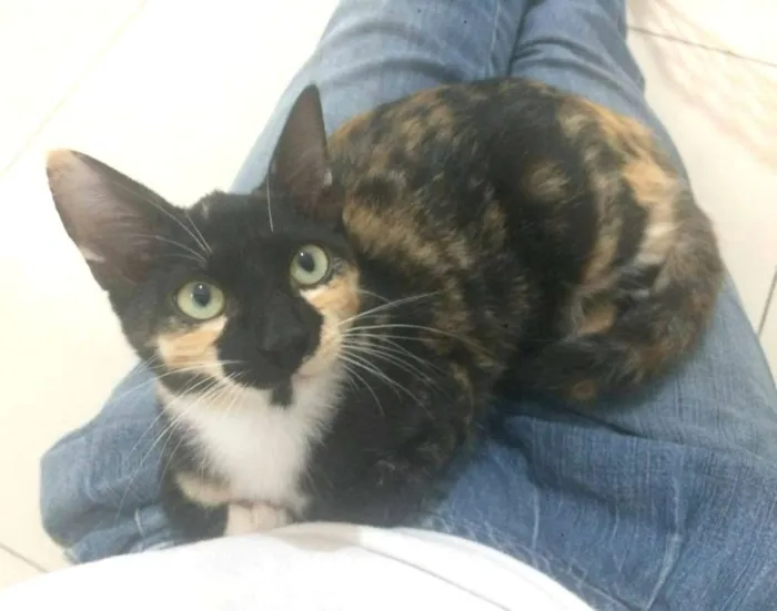 Gato ra a  idade 2 a 6 meses nome Tricolorzinha