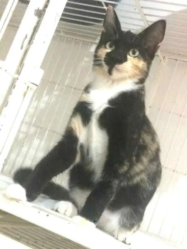 Gato ra a  idade 2 a 6 meses nome Tricolorzinha