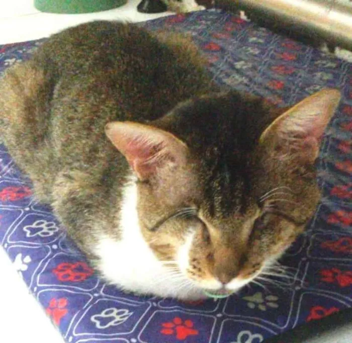 Gato ra a  idade 2 anos nome Vitório CEGO