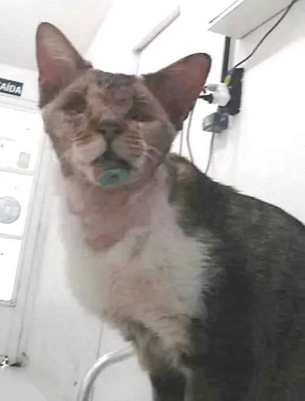 Gato ra a  idade 2 anos nome Vitório CEGO