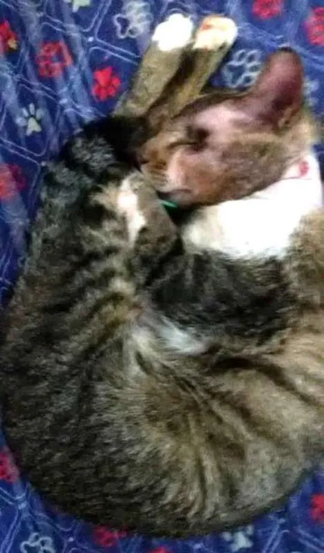 Gato ra a  idade 2 anos nome Vitório CEGO