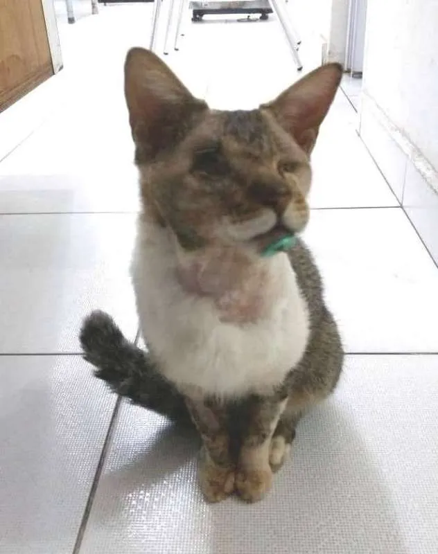 Gato ra a  idade 2 anos nome Vitório CEGO