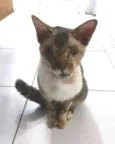 Vitório CEGO