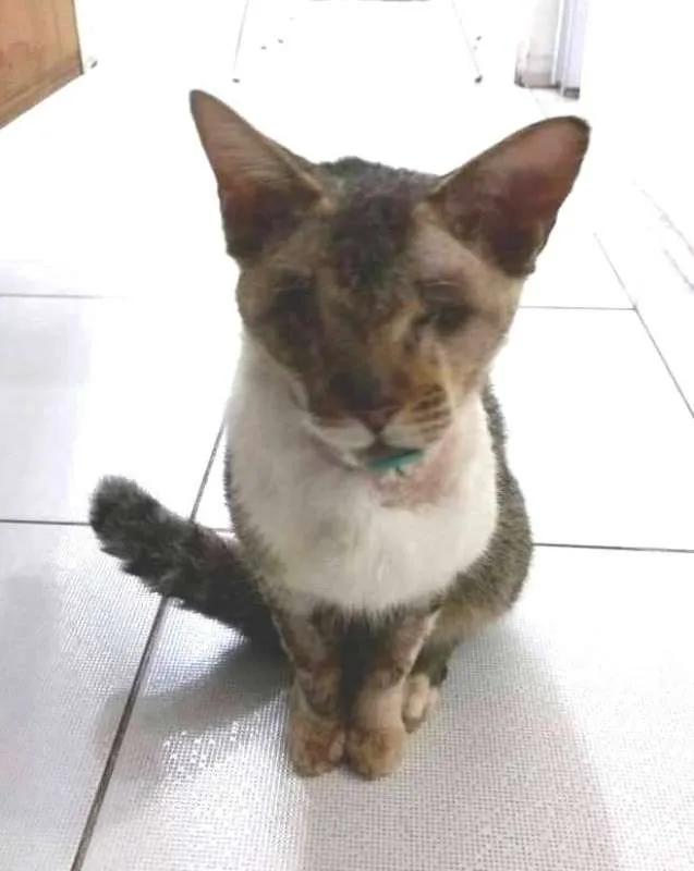 Gato ra a  idade 2 anos nome Vitório CEGO