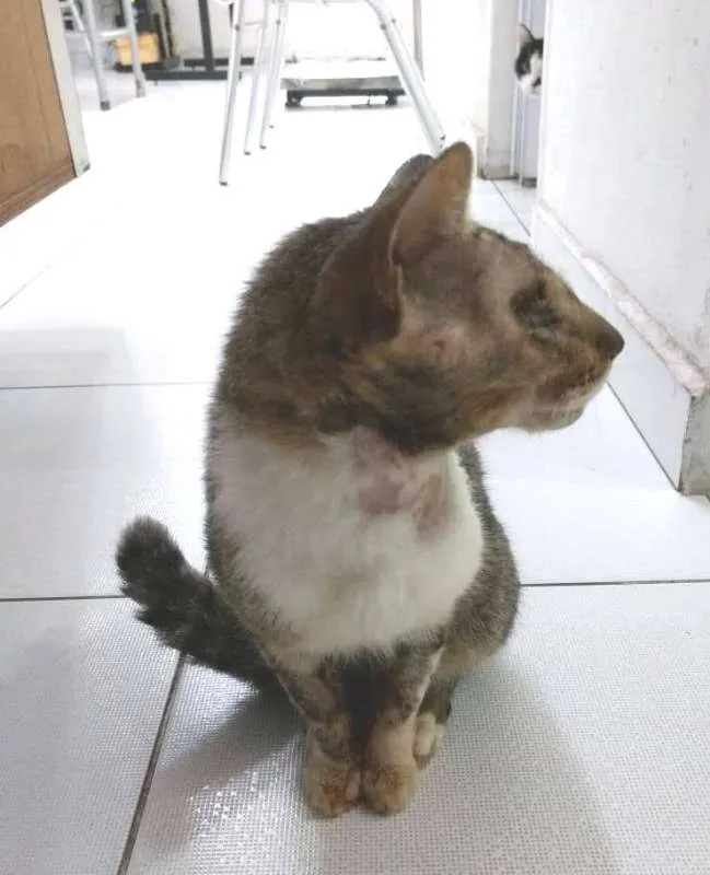 Gato ra a  idade 2 anos nome Vitório CEGO