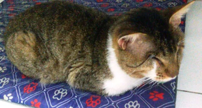 Gato ra a  idade 2 anos nome Vitório CEGO