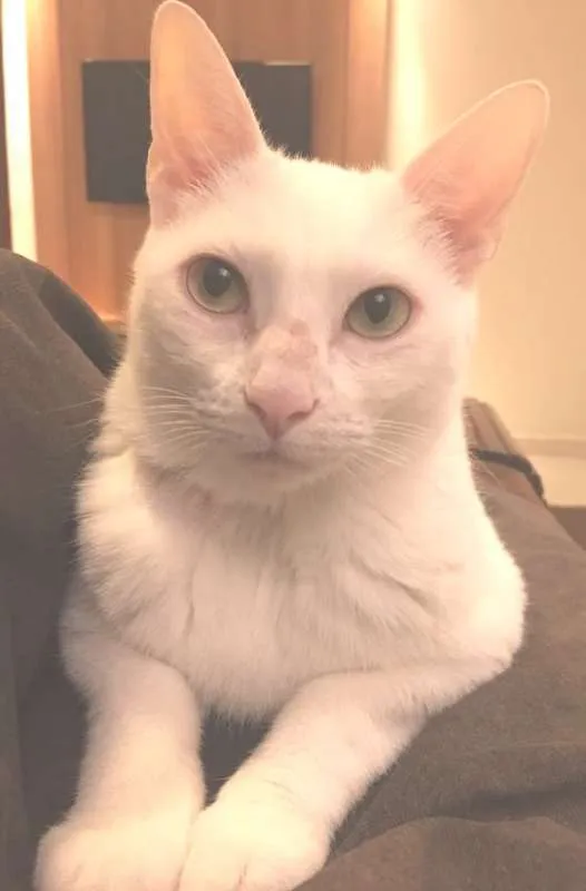 Gato ra a  idade 4 anos nome Gaspar & Romeu