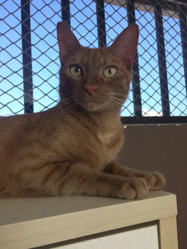 Gato ra a  idade 4 anos nome Gaspar & Romeu